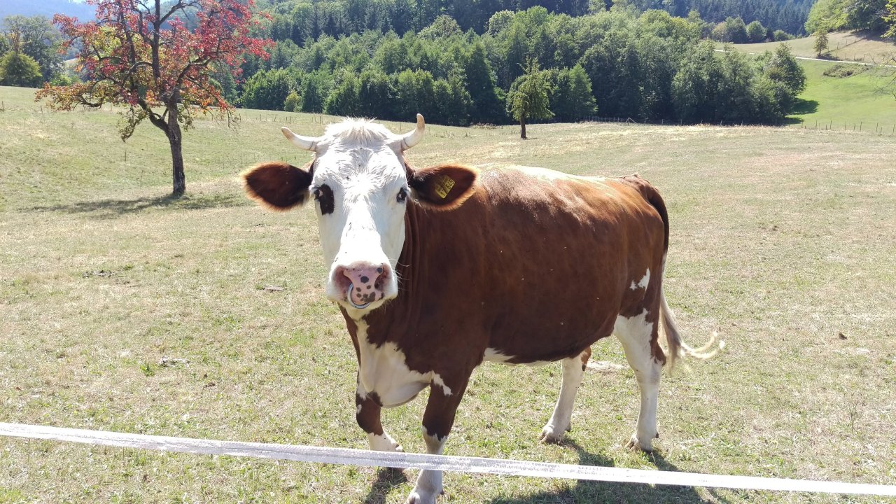 Hiking in the Schwarzwald, by Christiana & Amelia